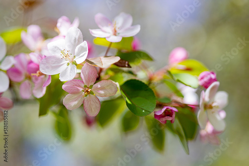 Apple tree blossoms. Spring flowers. Macro photo of flower bud. Bee on flower