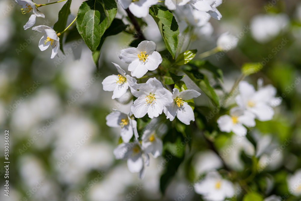 Apple tree blossoms. Spring flowers. Macro photo of flower bud. Bee on flower Apple tree blossoms. Spring flowers. Macro photo of flower bud. Bee on flower