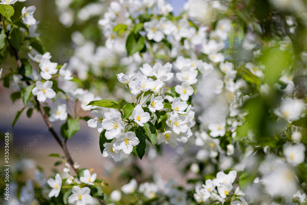 Apple tree blossoms. Spring flowers. Macro photo of flower bud. Bee on flower Apple tree blossoms. Spring flowers. Macro photo of flower bud. Bee on flower