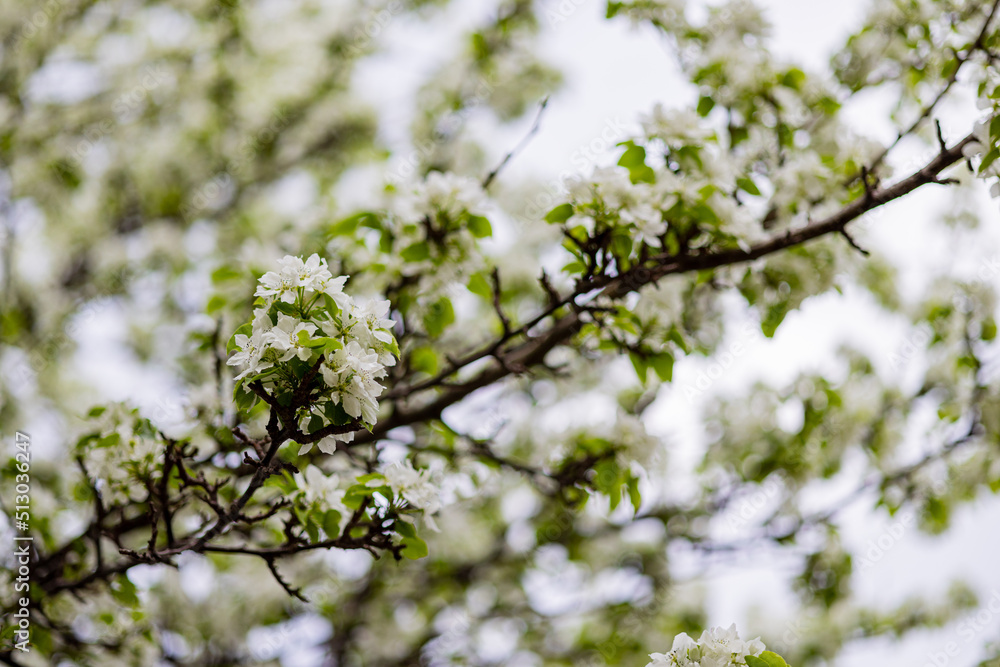 Apple tree blossoms. Spring flowers. Macro photo of flower bud. Bee on flower