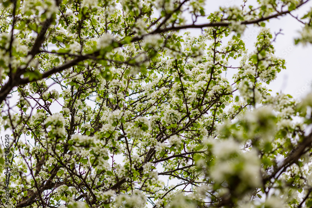 Apple tree blossoms. Spring flowers. Macro photo of flower bud. Bee on flower Apple tree blossoms. Spring flowers. Macro photo of flower bud. Bee on flower