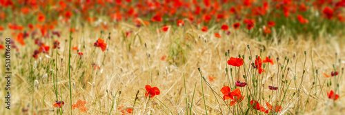 Champ de coquelicots en été 