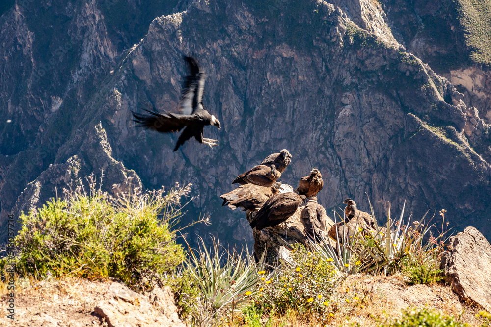 habitat of the giant Andean condor Stock Photo | Adobe Stock