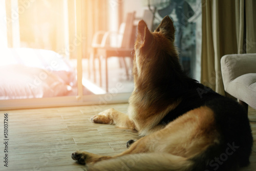 dog lying down near glass door or window © vachcameraman