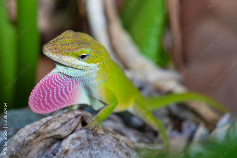 Reptile mating season