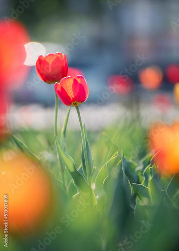 Beautiful tulips in sunlight with highlights close-up
