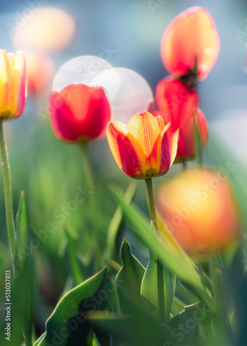 Fototapeta Naklejka Na Ścianę i Meble -  Beautiful tulips in sunlight with highlights close-up