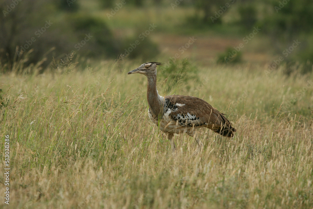 Kori Bustard, Kruger National Park, South Africa Kori Bustard, Kruger National Park, South Africa