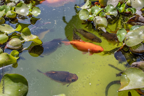 Fototapeta different types of fish in ponds