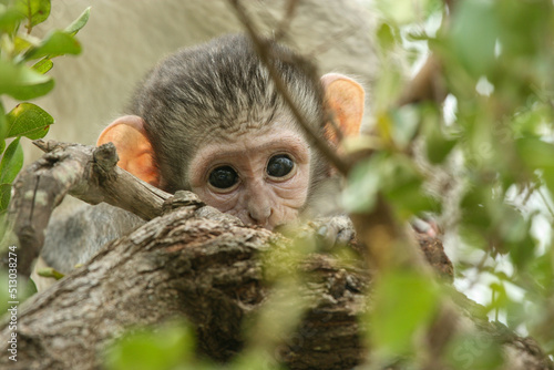 Vervet Monkey, Kruger National Park, South Africa © Kim
