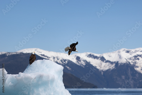 An eagle in flight, with mountains in the background. © Geoffrey Morrison