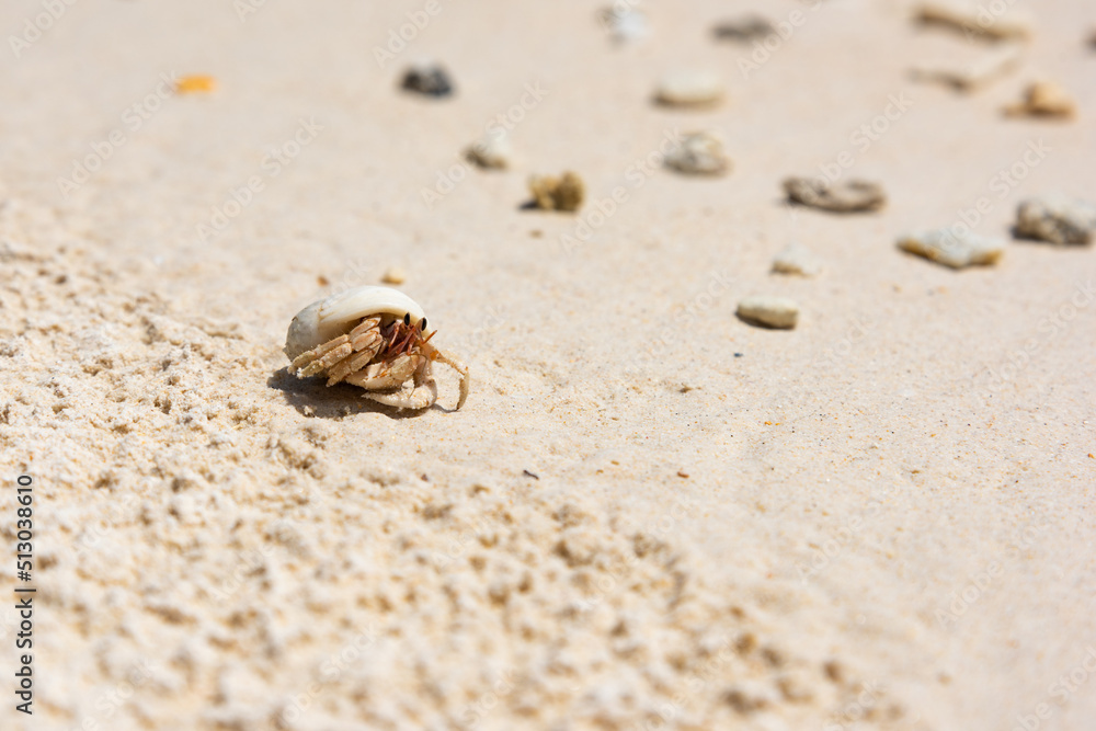 little hermit crab on the tropical beach