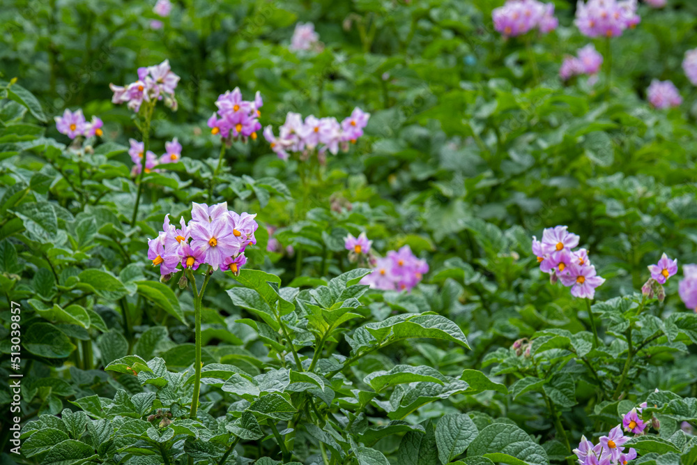 Potato bush. A bud of flowers on a background of green leaves. Potato bush. A bud of flowers on a background of green leaves.