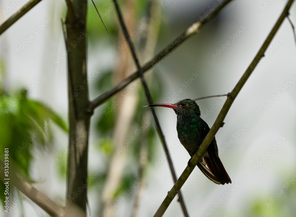Fototapeta premium Green hummingbird perched on a tree branch. Animal themes