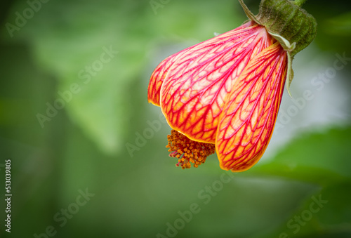 Close up of orange Abutilon also known as Chinese lantern  with green background photo