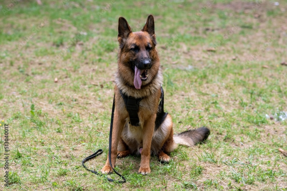 Service German Shepherd, in unloading with a muzzle, sits in a clearing, sticking out his tongue Service German Shepherd, in unloading with a muzzle, sits in a clearing, sticking out his tongue
