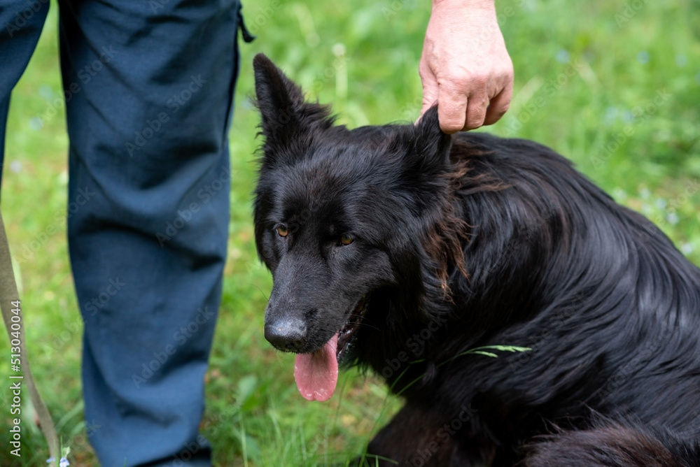 A black German Shepherd sits on the grass with its tongue hanging out, and the owner holds her by the ear A black German Shepherd sits on the grass with its tongue hanging out, and the owner holds her by the ear