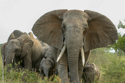Herd of African elephant, Kruger National Park, South Africa © Kim