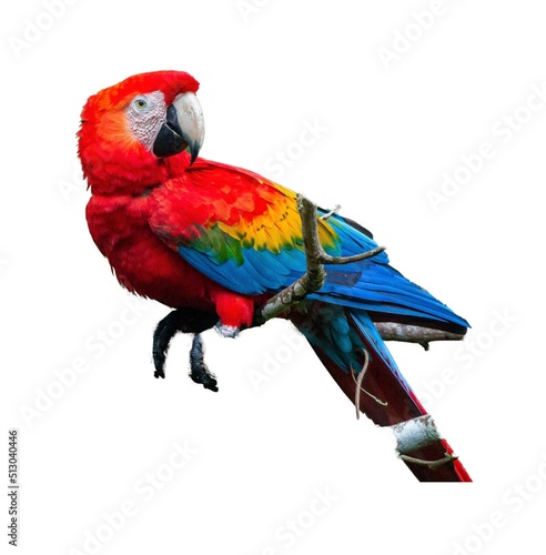 red and yellow scarlet macaw (Ara macao) on white background photo