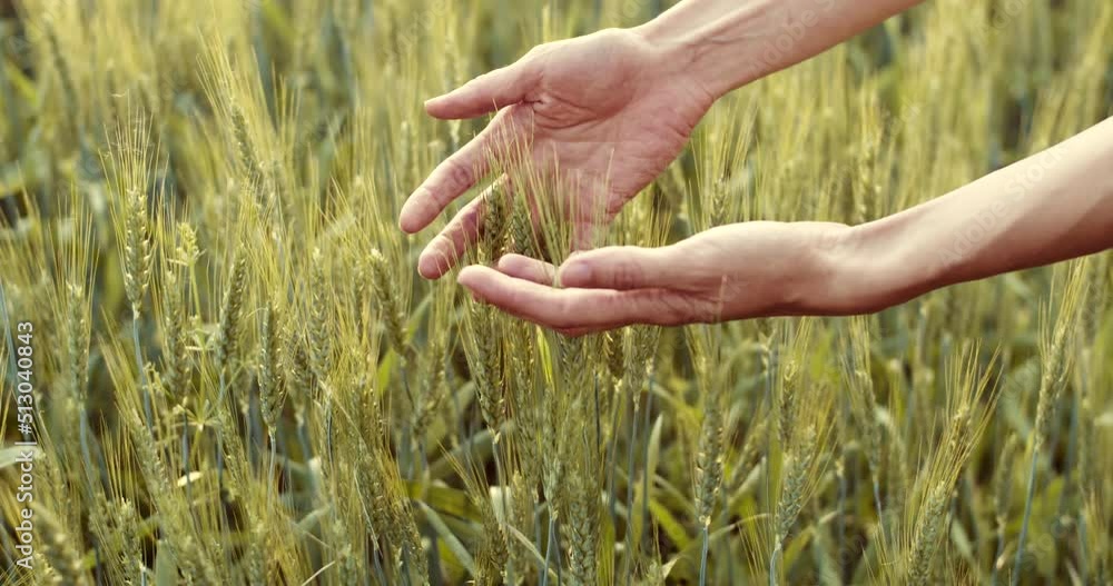 Woman hand caressing wheat ears in the field. Growing organic food in the countryside Woman hand caressing wheat ears in the field. Growing organic food in the countryside