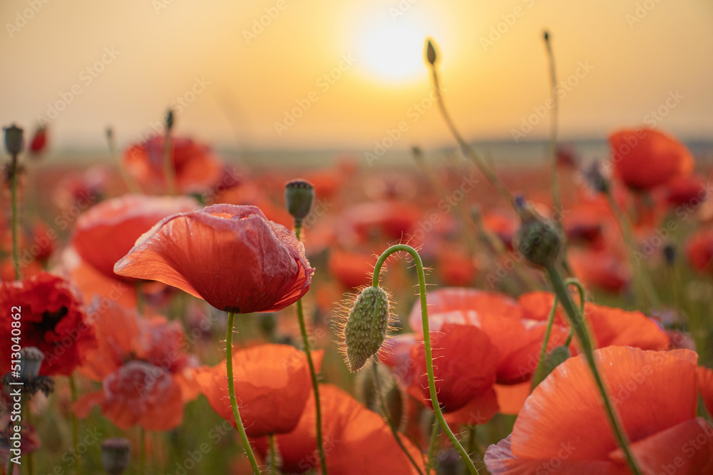 Obraz premium Sunrise with poppies in the sun. Poppy flower. Beautiful field of red poppies in the sunset light.
