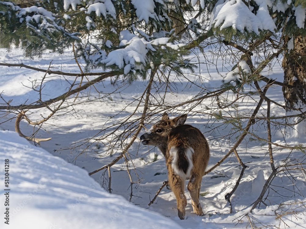Baby deer in a snow covered forest in Mont Saint Bruno park, Quebec Baby deer in a snow covered forest in Mont Saint Bruno park, Quebec