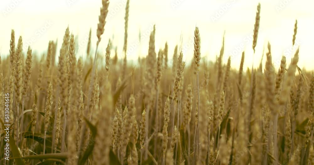 Green leaves of wheat with spikelet on field. Embargo and sanction for export of grain and food, Food security Green leaves of wheat with spikelet on field. Embargo and sanction for export of grain and food, Food security