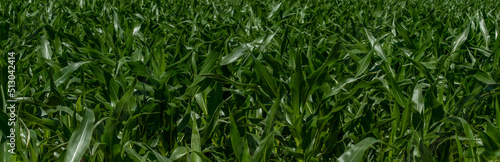 pole zielonych liści kukurydzy tło tapeta