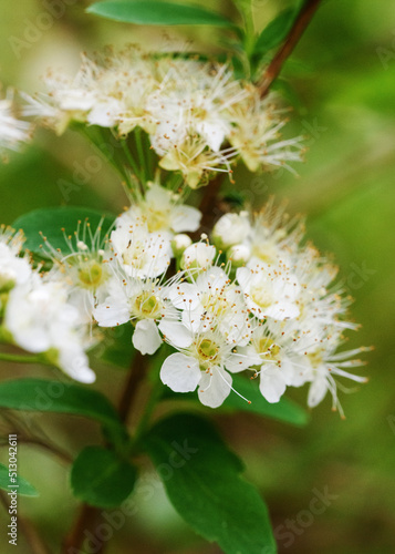Branches and flowers of white flowering spirea in spring close-up