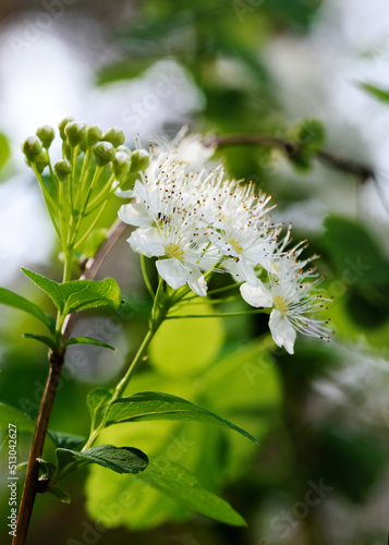 Branches and flowers of white flowering spirea in spring close-up