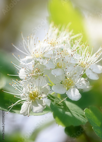 Branches and flowers of white flowering spirea in spring close-up