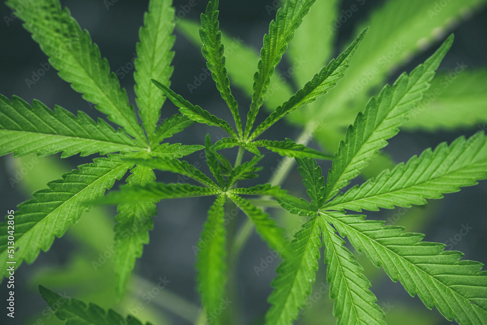 Marijuana seedlings have a drop of water. herb , Green leaf Marijuana seedlings have a drop of water. herb , Green leaf