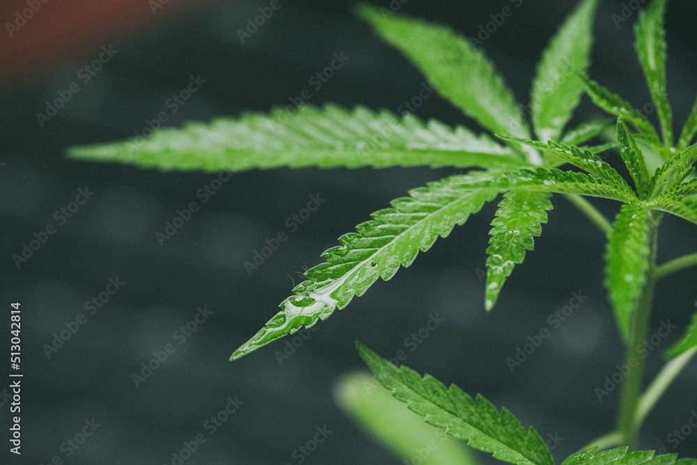 Marijuana seedlings have a drop of water. herb , Green leaf Marijuana seedlings have a drop of water. herb , Green leaf