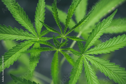 Marijuana seedlings have a drop of water. herb   Green leaf