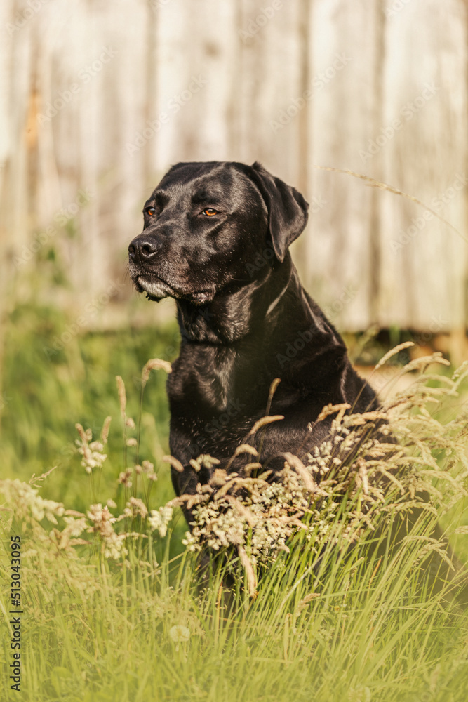 Portrait of a black labrador rhodesian ridgeback crossbreed dog on a meadow in summer outdoors