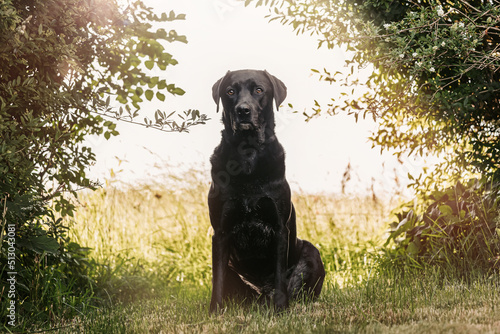 Fototapeta Naklejka Na Ścianę i Meble -  Portrait of a black labrador rhodesian ridgeback crossbreed dog on a meadow in summer outdoors