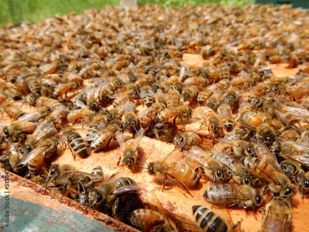 Honeybees in the beehive up close Honeybees in the beehive up close