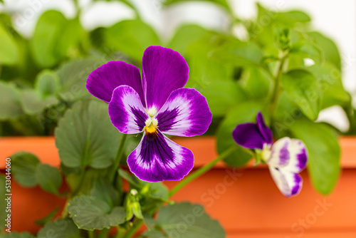 Indoor and outdoor landscaping  Purple pansy flowers in  pots on a balcony  or terrace