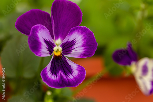 Colorful purple pansy flowers, viola tricolor  in  pots  close up. Floral background photo