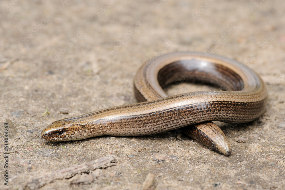 Rare animal, legless shiny harmless lizard slow worm on the ground Rare animal, legless shiny harmless lizard slow worm on the ground