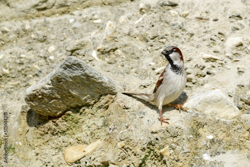 Haussperling // House sparrow (Passer domesticus) photo