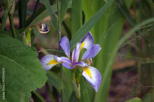 Northern Blue Flag Iris