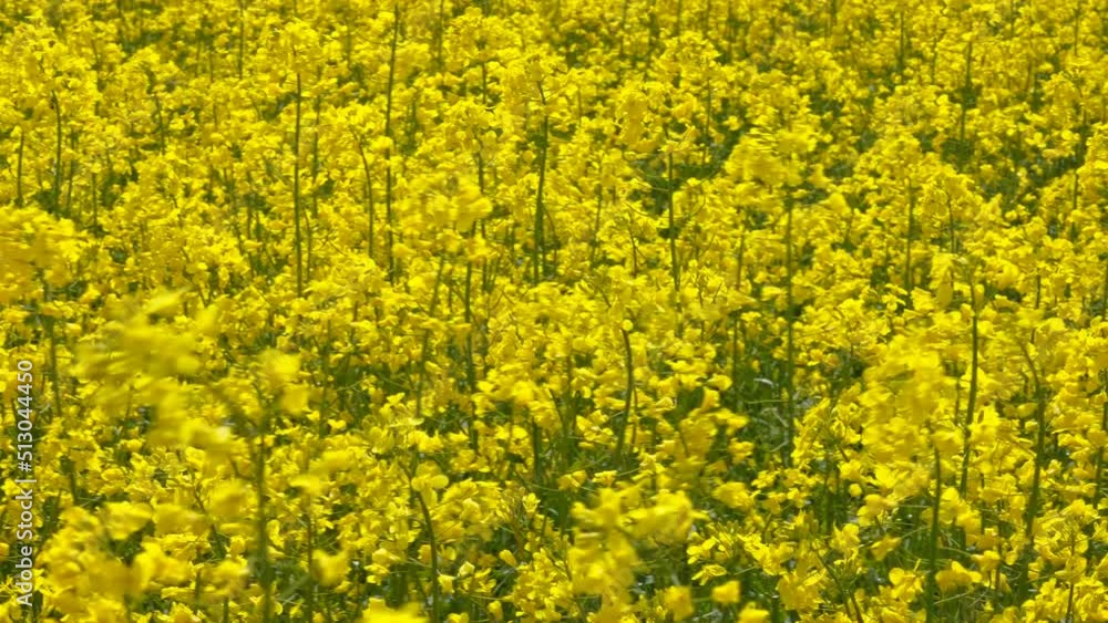 Closer look of the yellow flowers in Estonia in the flower field Closer look of the yellow flowers in Estonia in the flower field