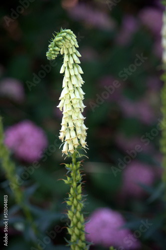 Ivory Bells