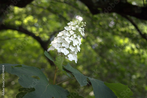Oakleaf Hydrangea