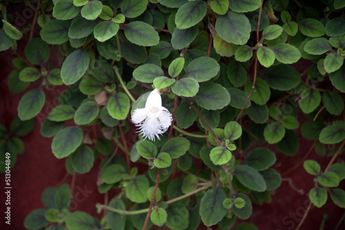 alsobia flower photo