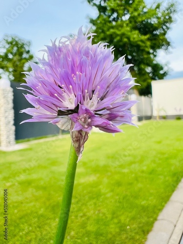 pink and white flower