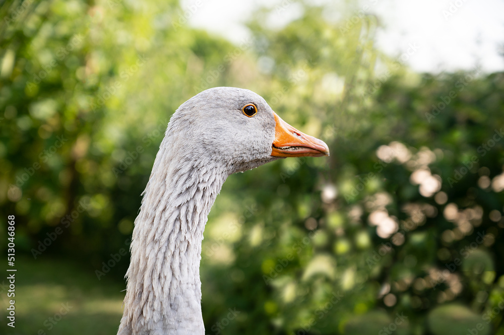 Fränkische Landgans - kleine blaue Hausgans Fränkische Landgans - kleine blaue Hausgans