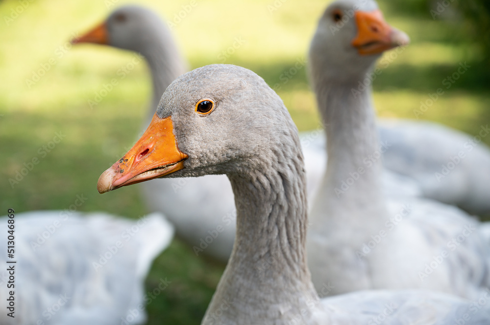 Fränkische Landgans Fränkische Landgans