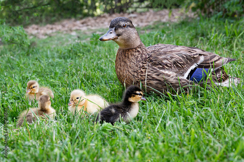 Zwergente mit Küken